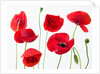 Poppies on white background by Assaf Frank
